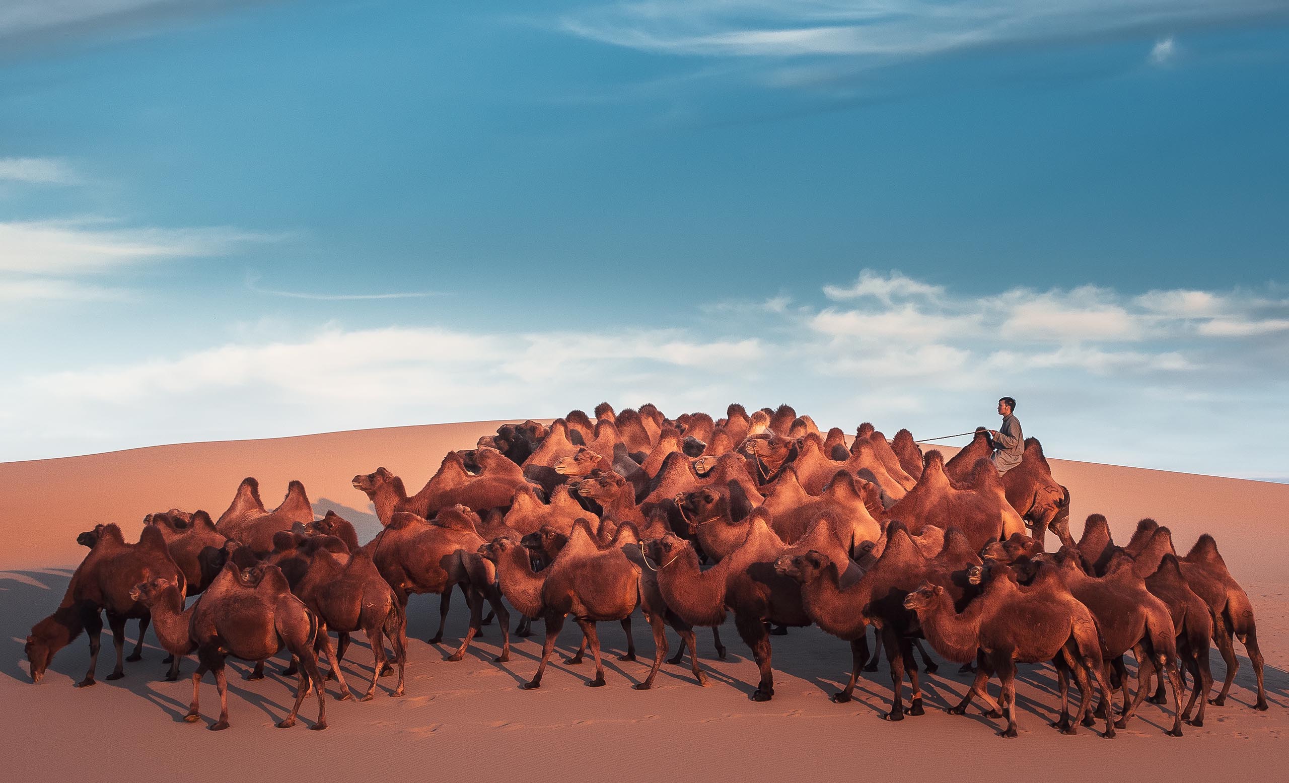 Mongolian camels